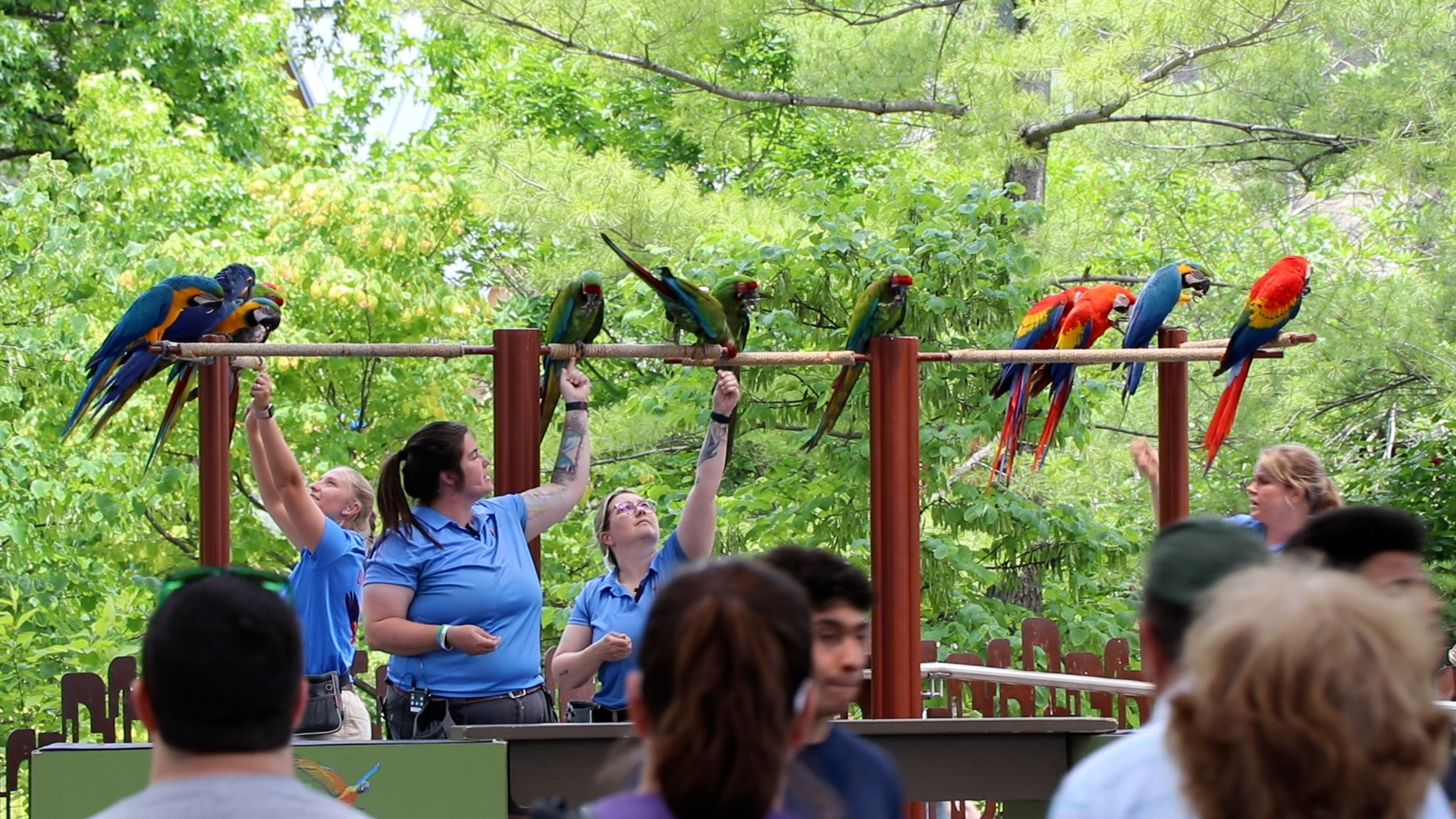 zookeepers showing macaws to guests