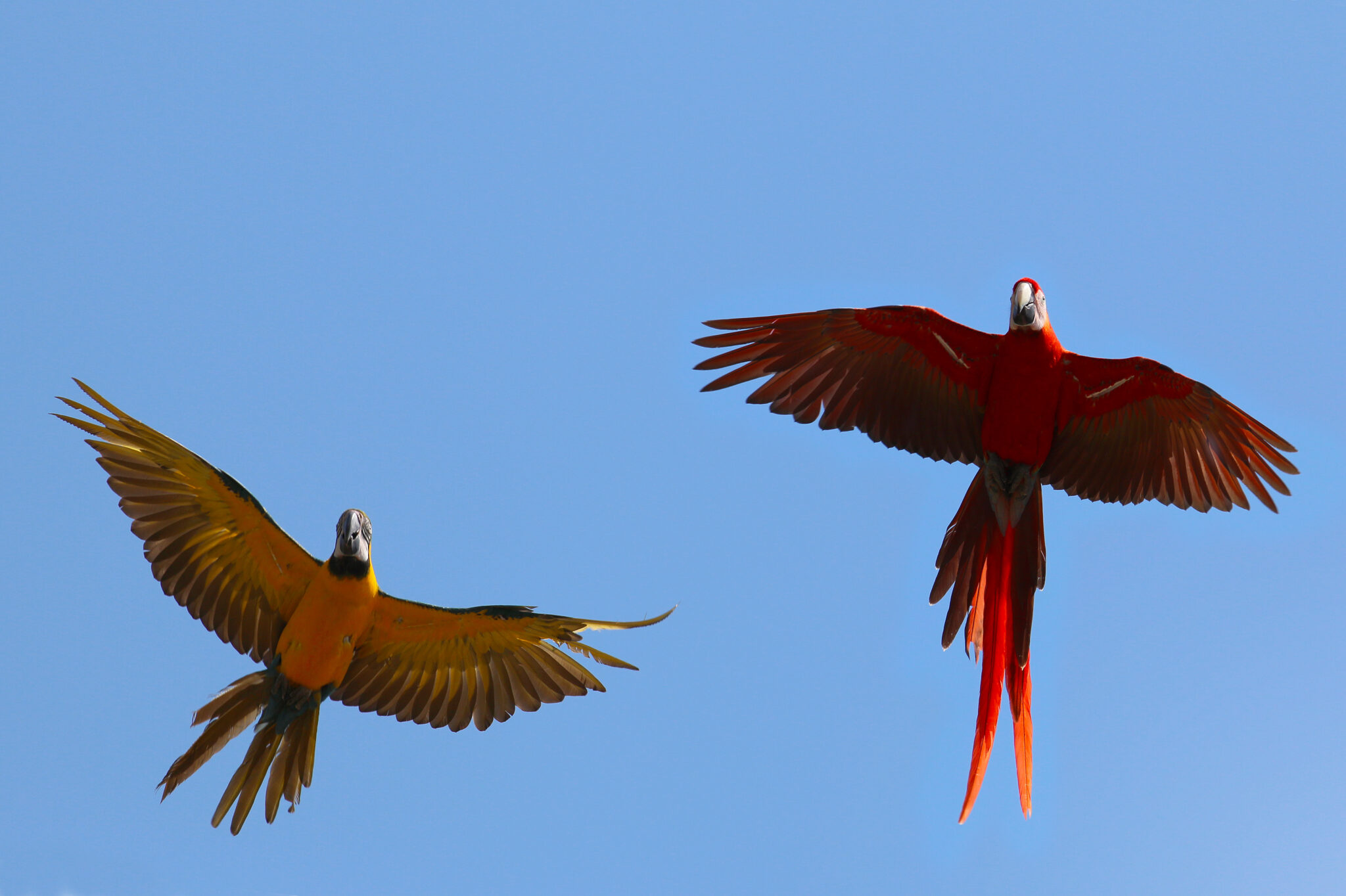 a red and yellow macaw in flight