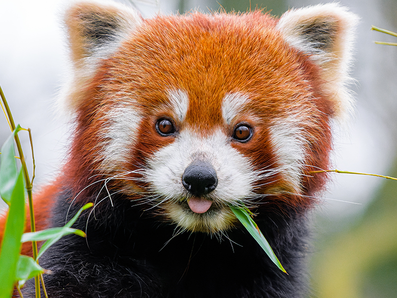 red panda influencer image