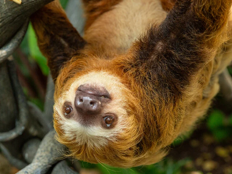 sloth hanging upside down, photo content
