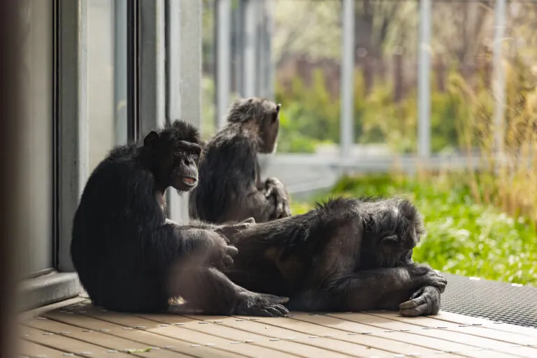 three chimpanzees sitting in the Chimpanzee Complex at the Indianapolis Zoo