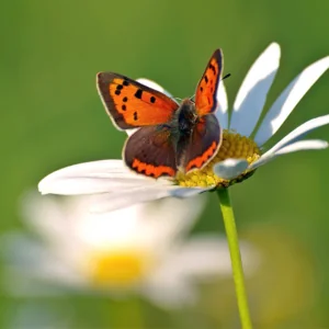 butterfly resting on daisy