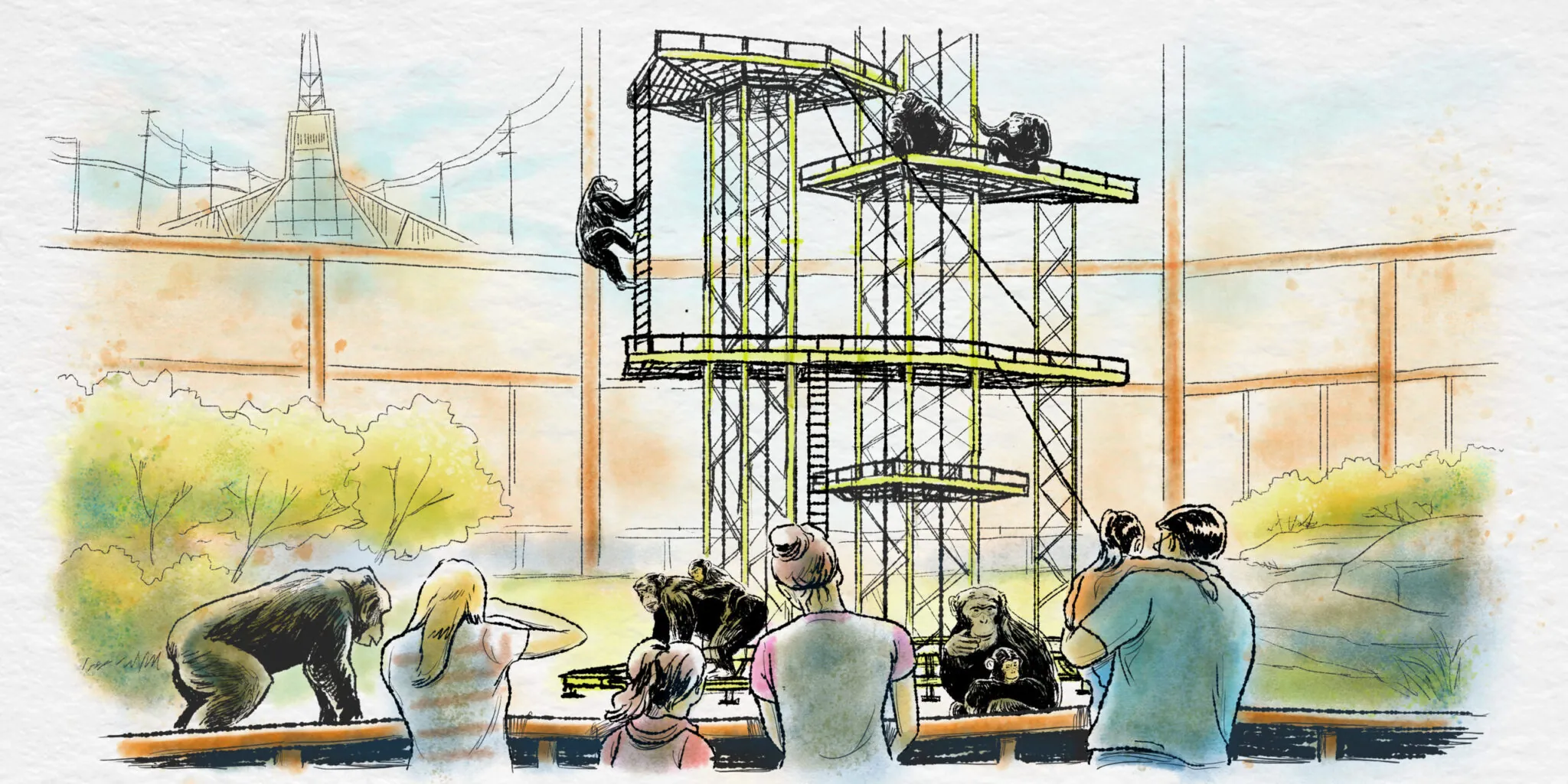 rendering of the chimpanzee complex structure plans