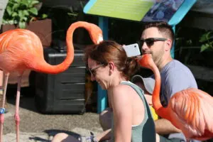 flamingos pulling on woman's hair