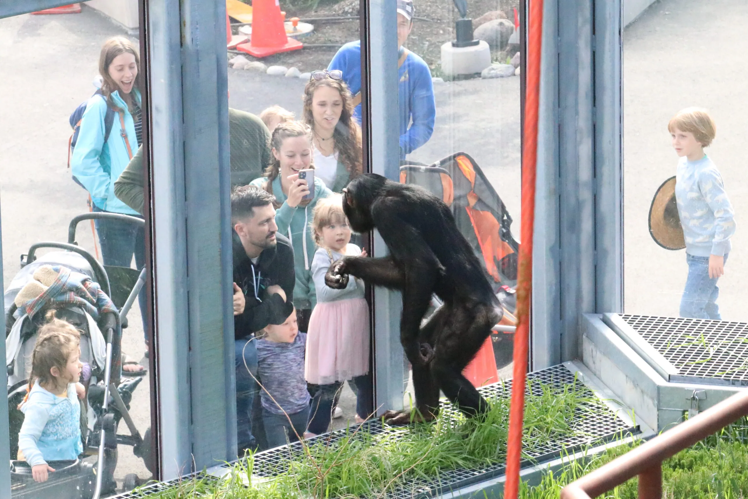 chimpanzee interacting with kids at observation window, zoo faq