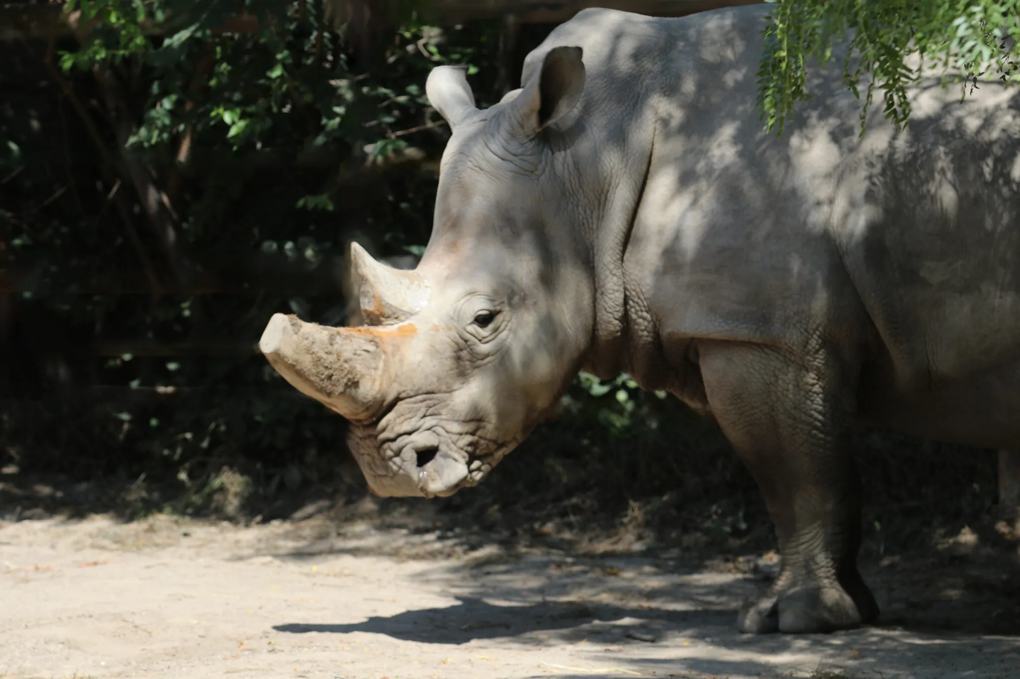 rhino in exhibit at zoo