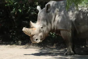 rhino in exhibit at zoo