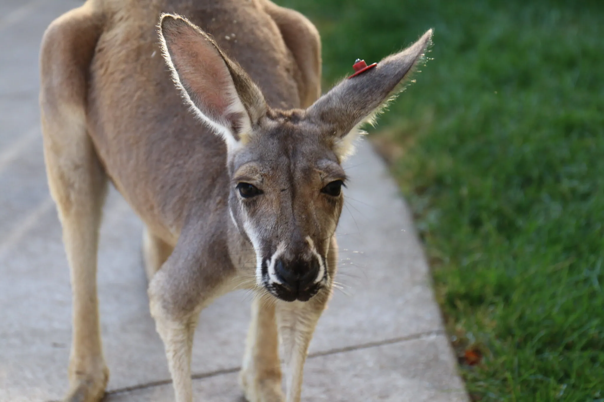 Kangaroo Kangaroo