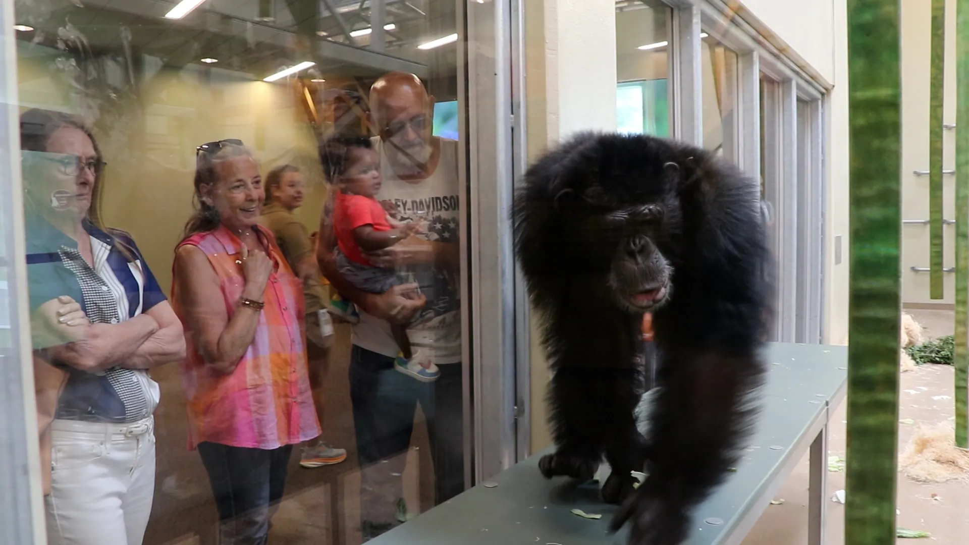 zoo guests observing chimpanzee through window