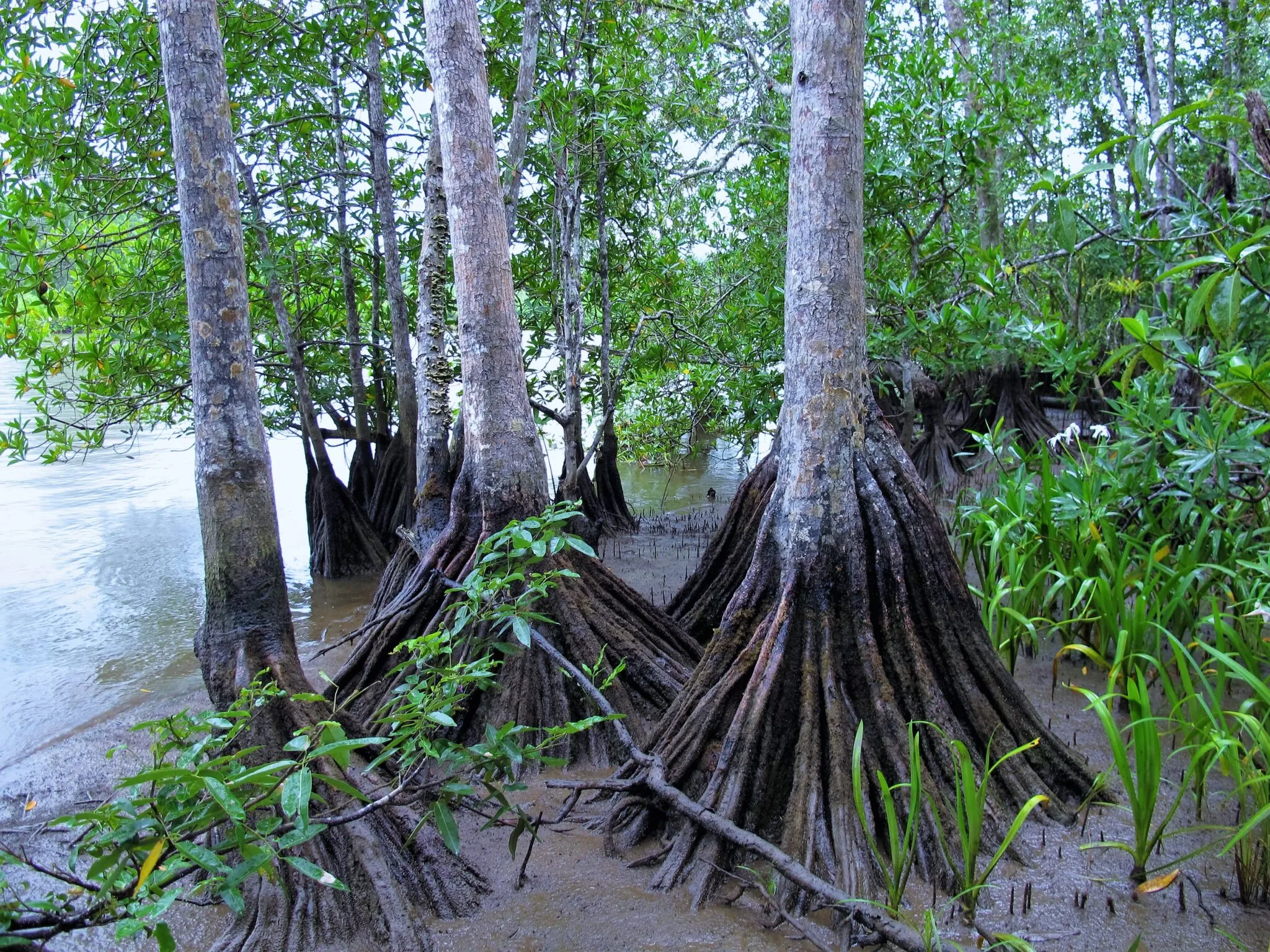mangrove trees