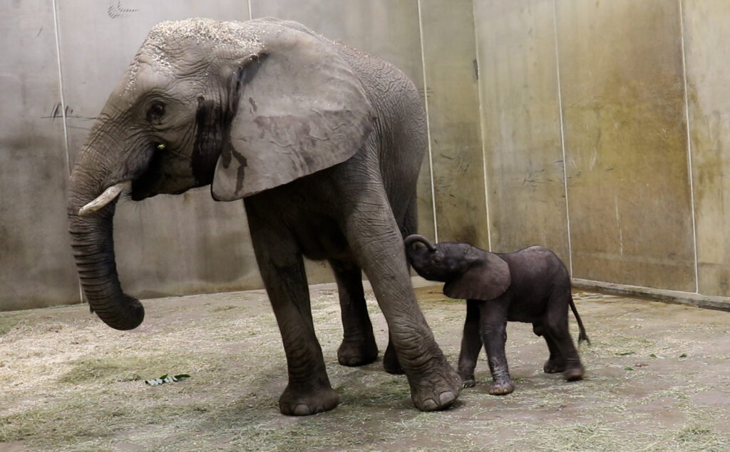 Elephant mom and calf at Indy Zoo