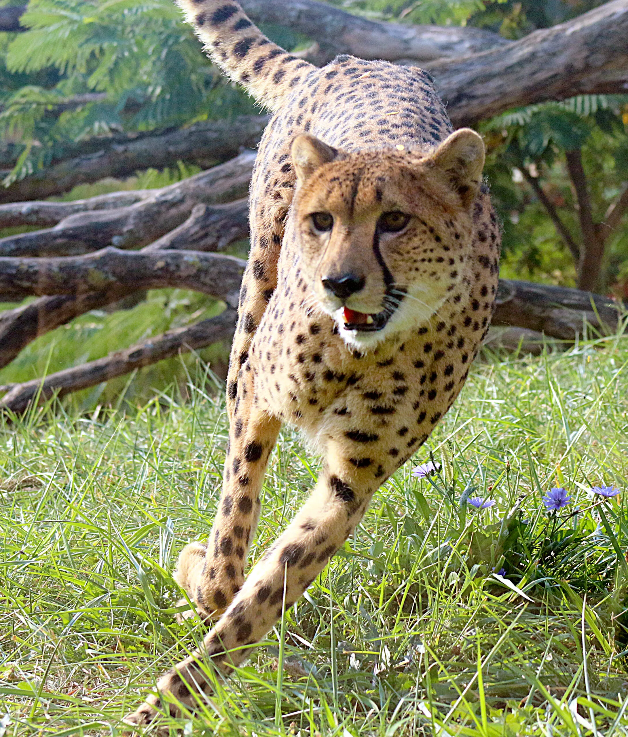 cheetah running