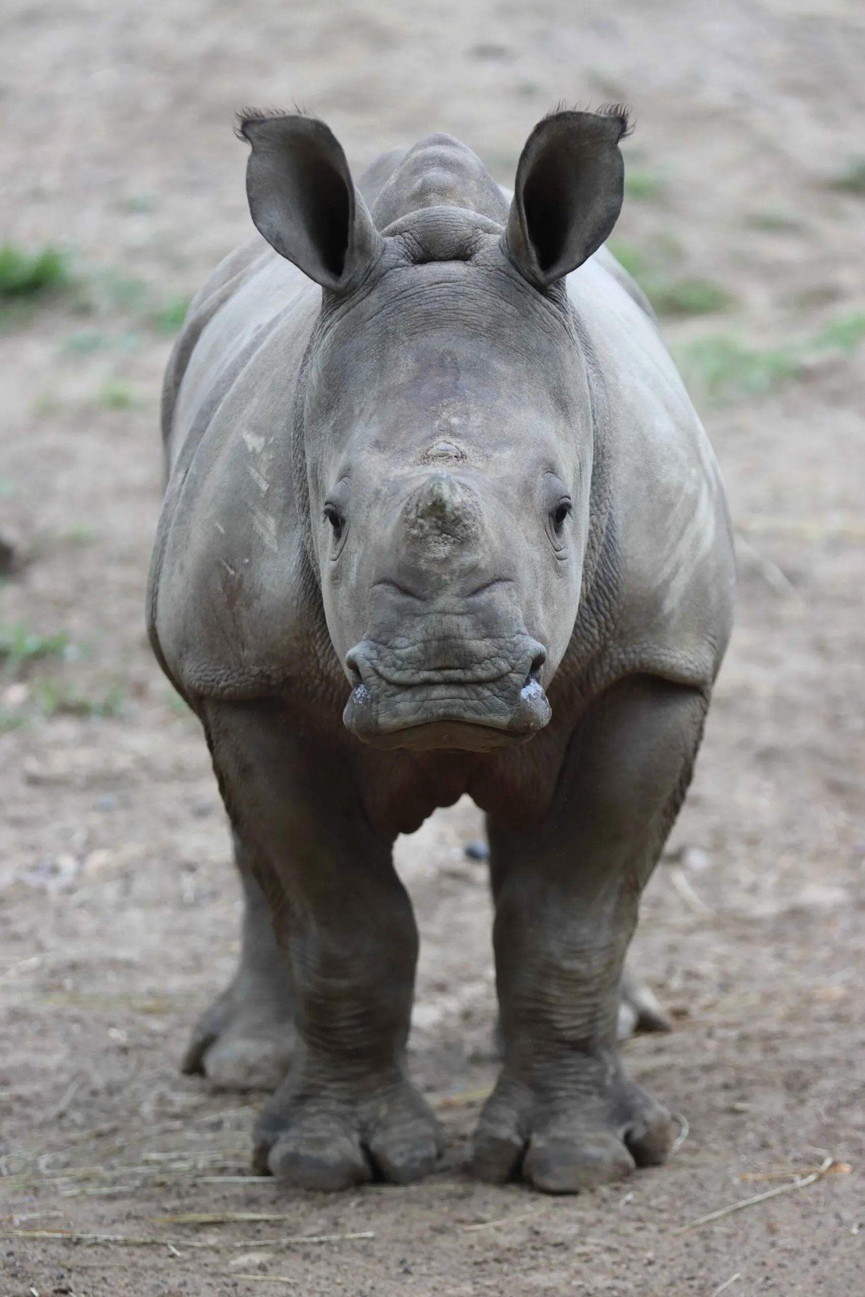 rhino