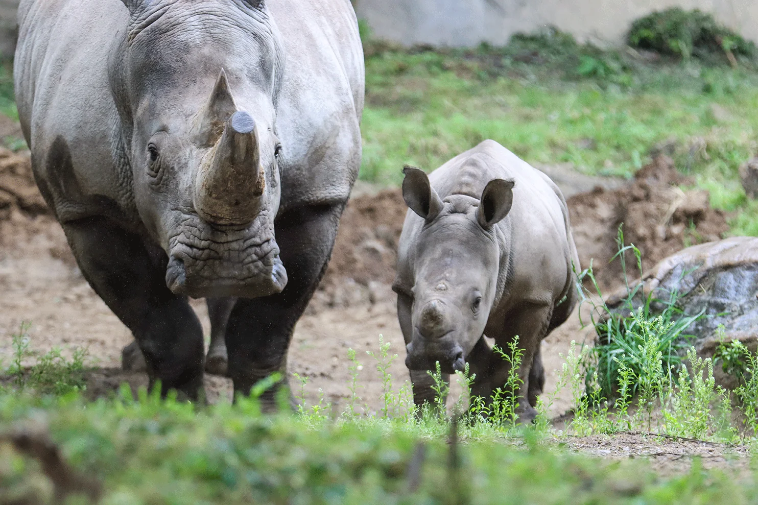 Rhino calf walking next to mother at the Indy Zoo