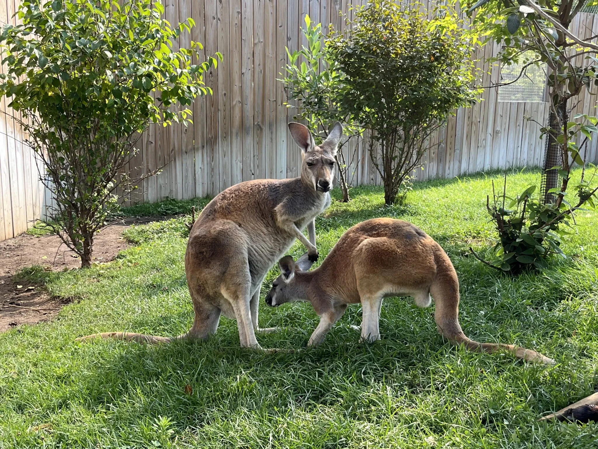 mama kangaroo with joey, zoo babies