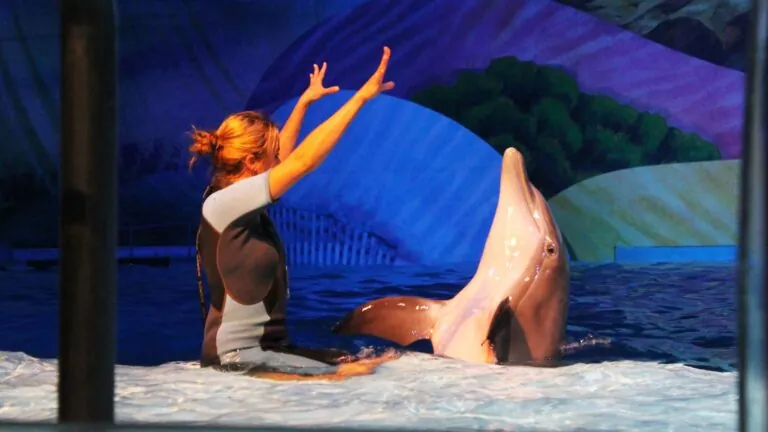 dolphin with trainer