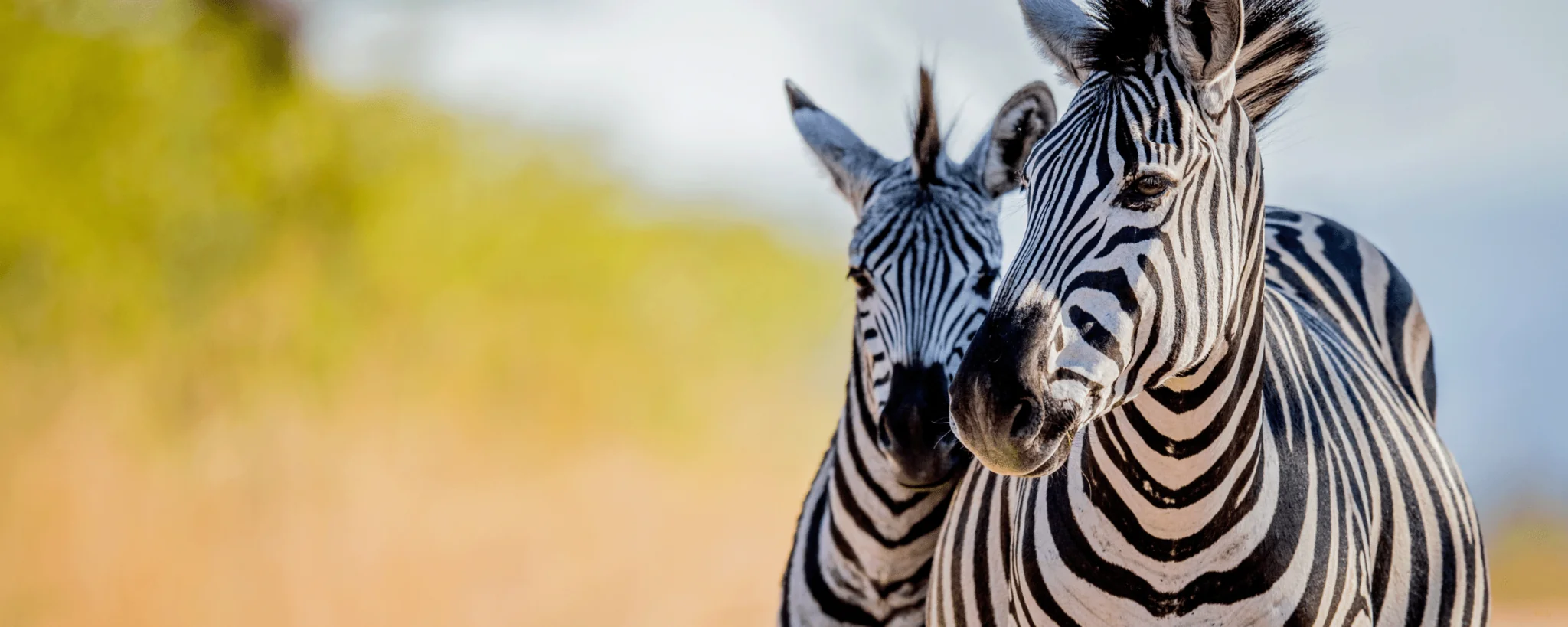 two zebra in the wild