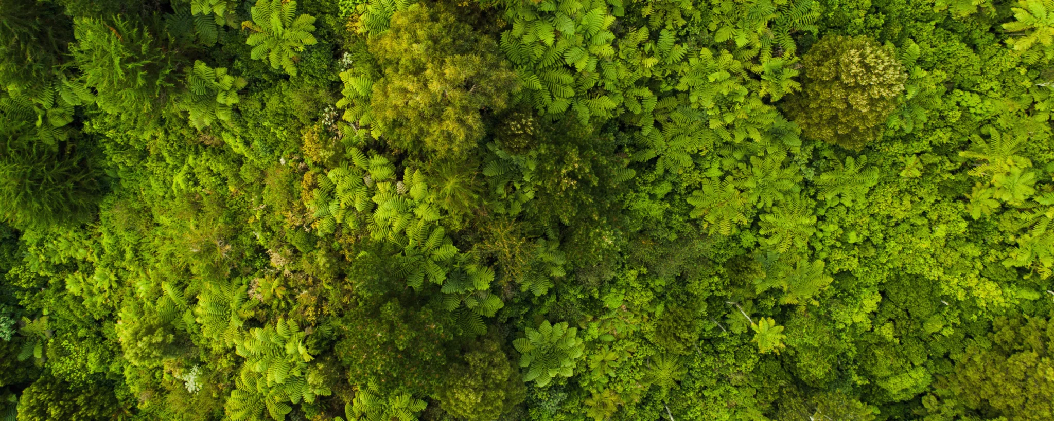 overhead view of a green forest