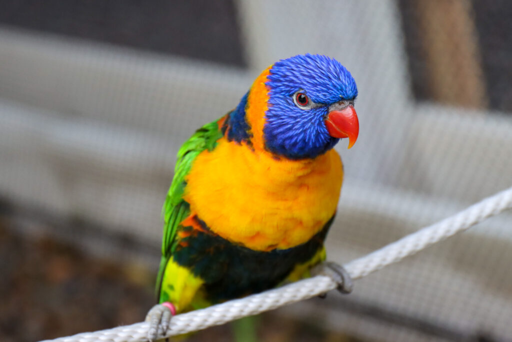 colorful bird on string