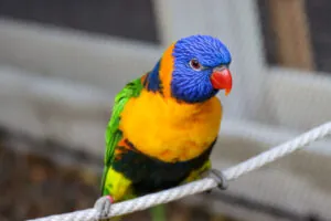 colorful bird on string