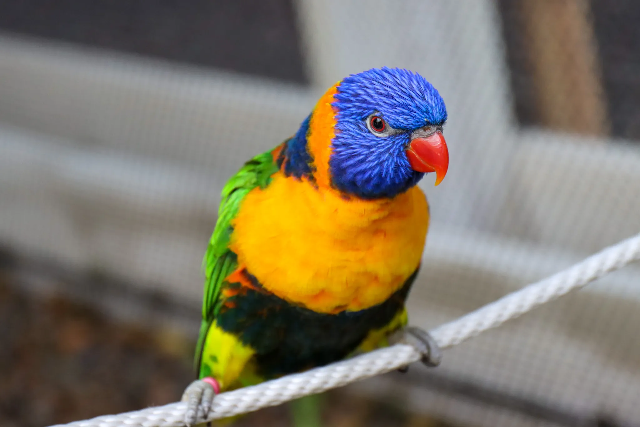 colorful bird on string