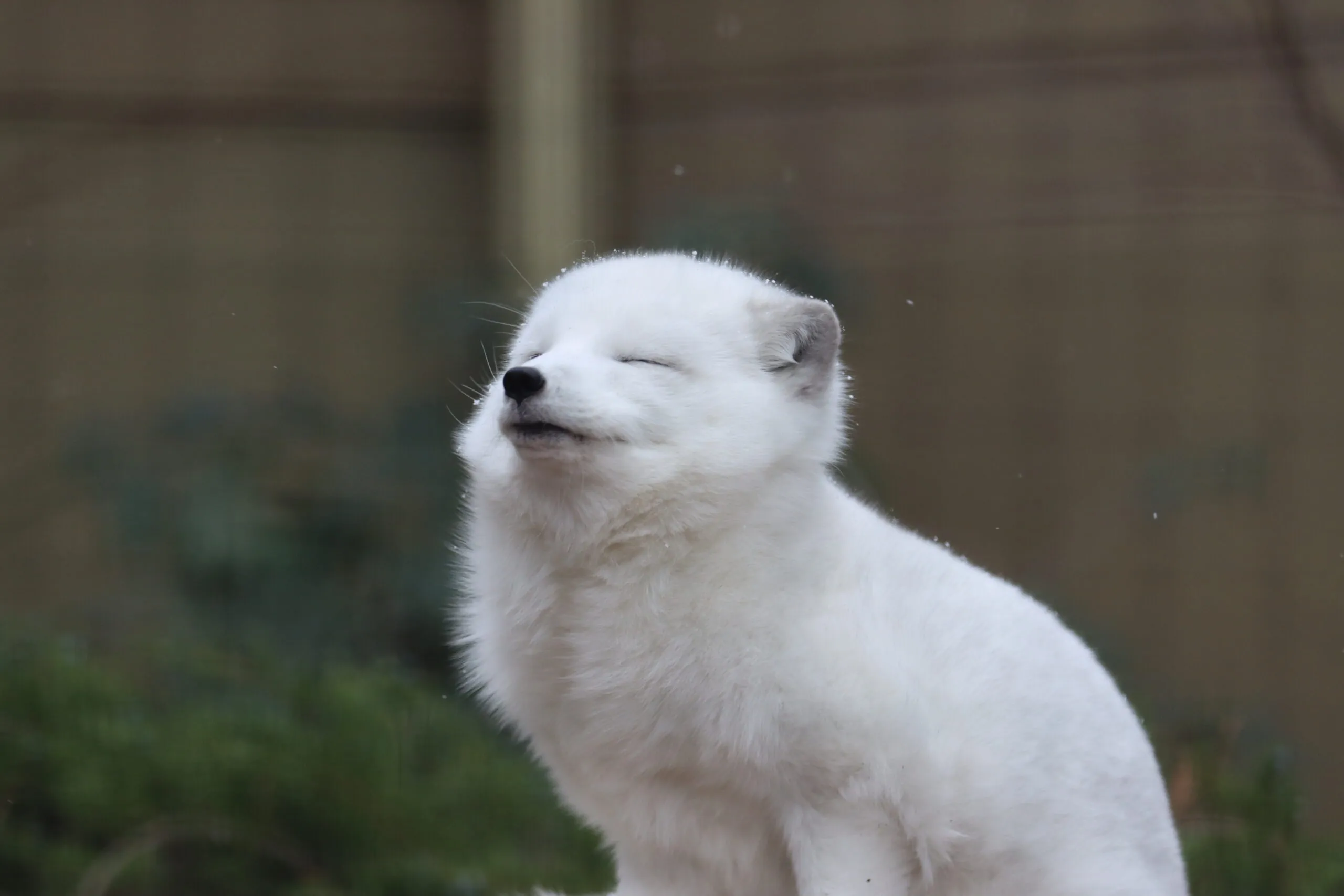 artic fox at the Indianapolis Zoo