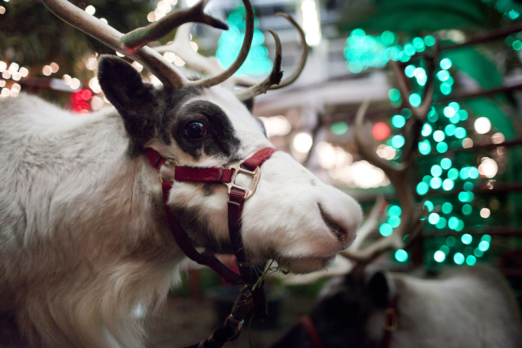 reindeer with Christmas lights in background