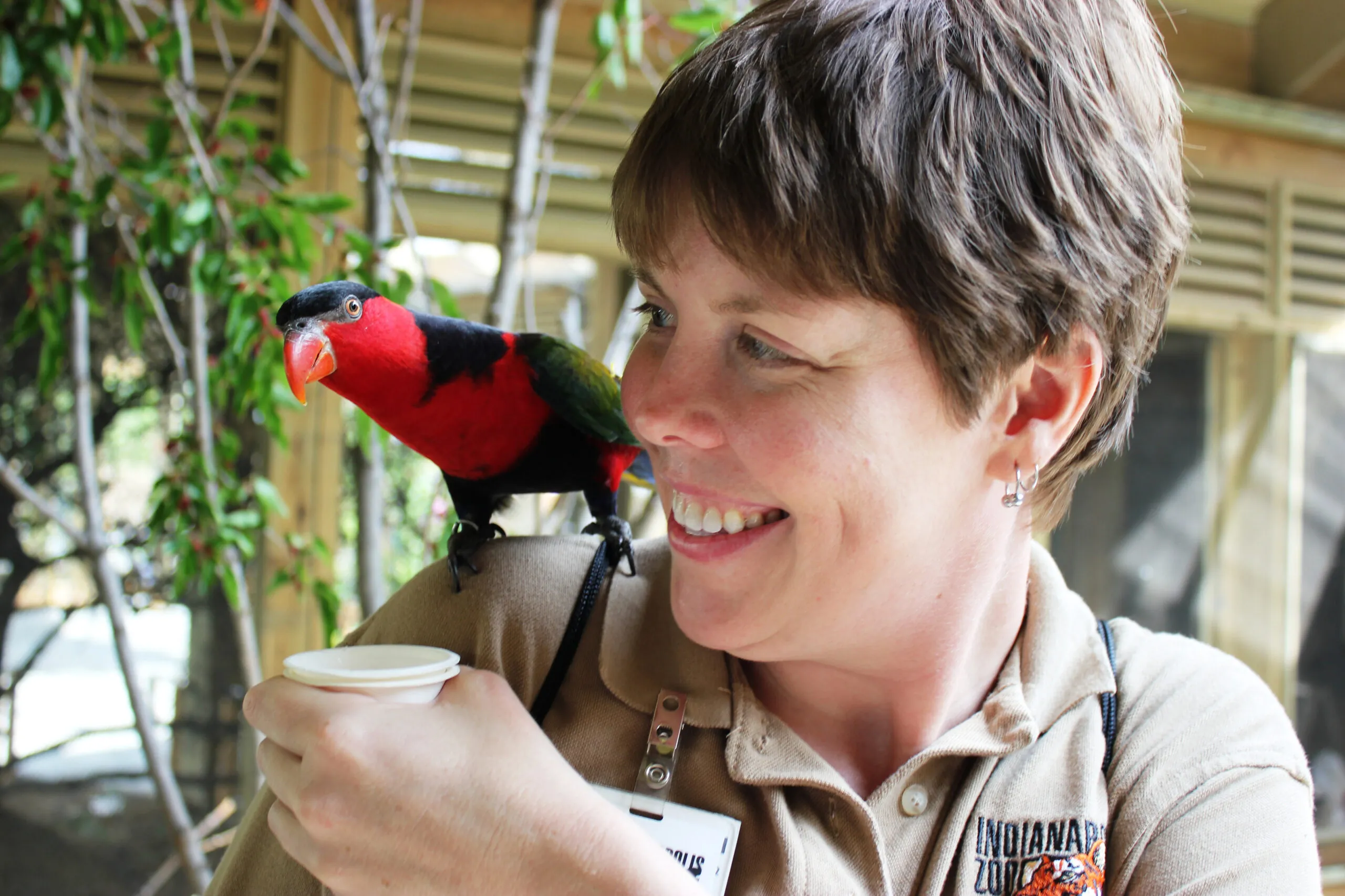zoo volunteer feeding lorikeet sitting on shoulder