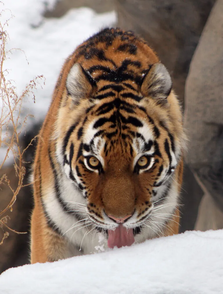 tiger licking snow at Indianapolis Zoo