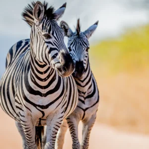 photo of two zebras