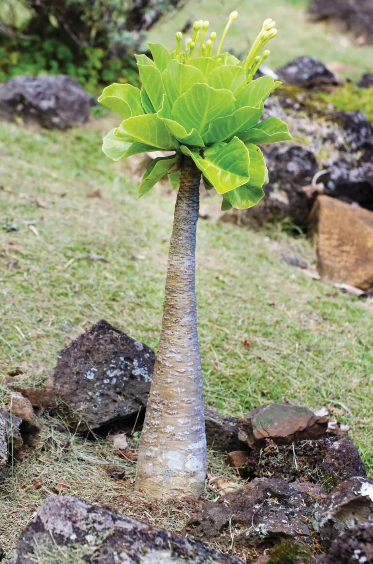 Alula plant