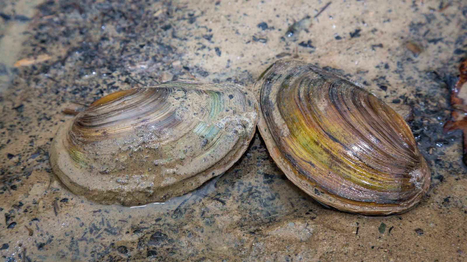 up close photo of freshwater mussels in sand