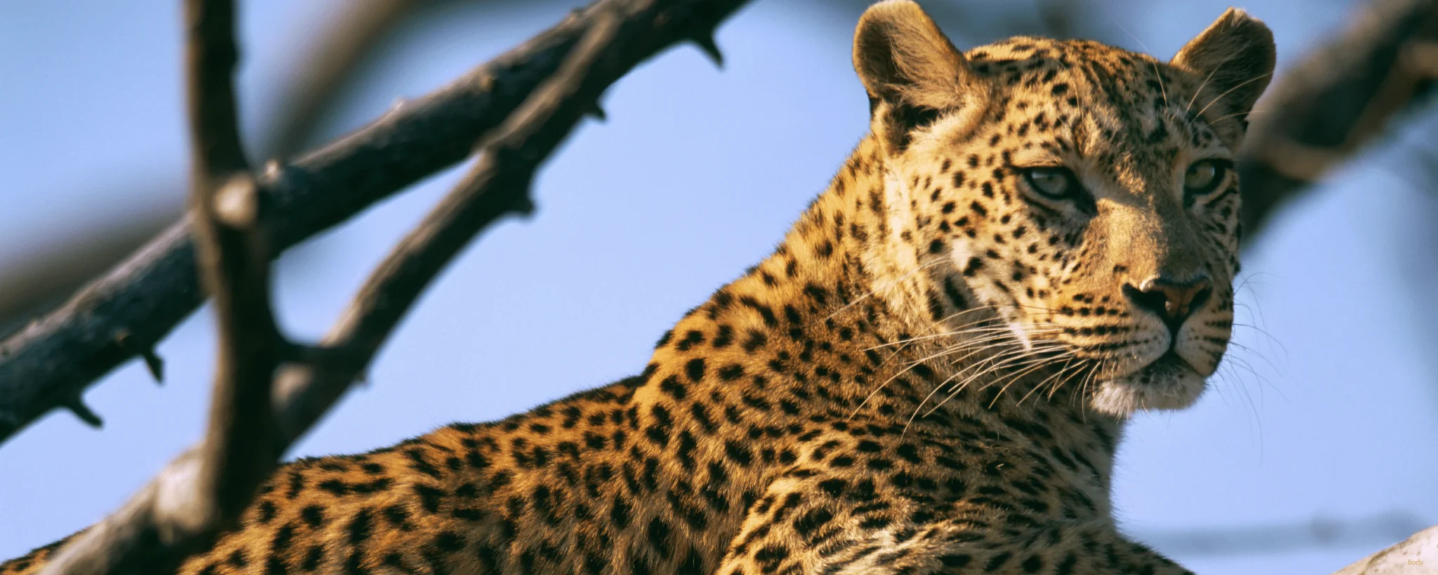 leopard head shot sitting in a tree