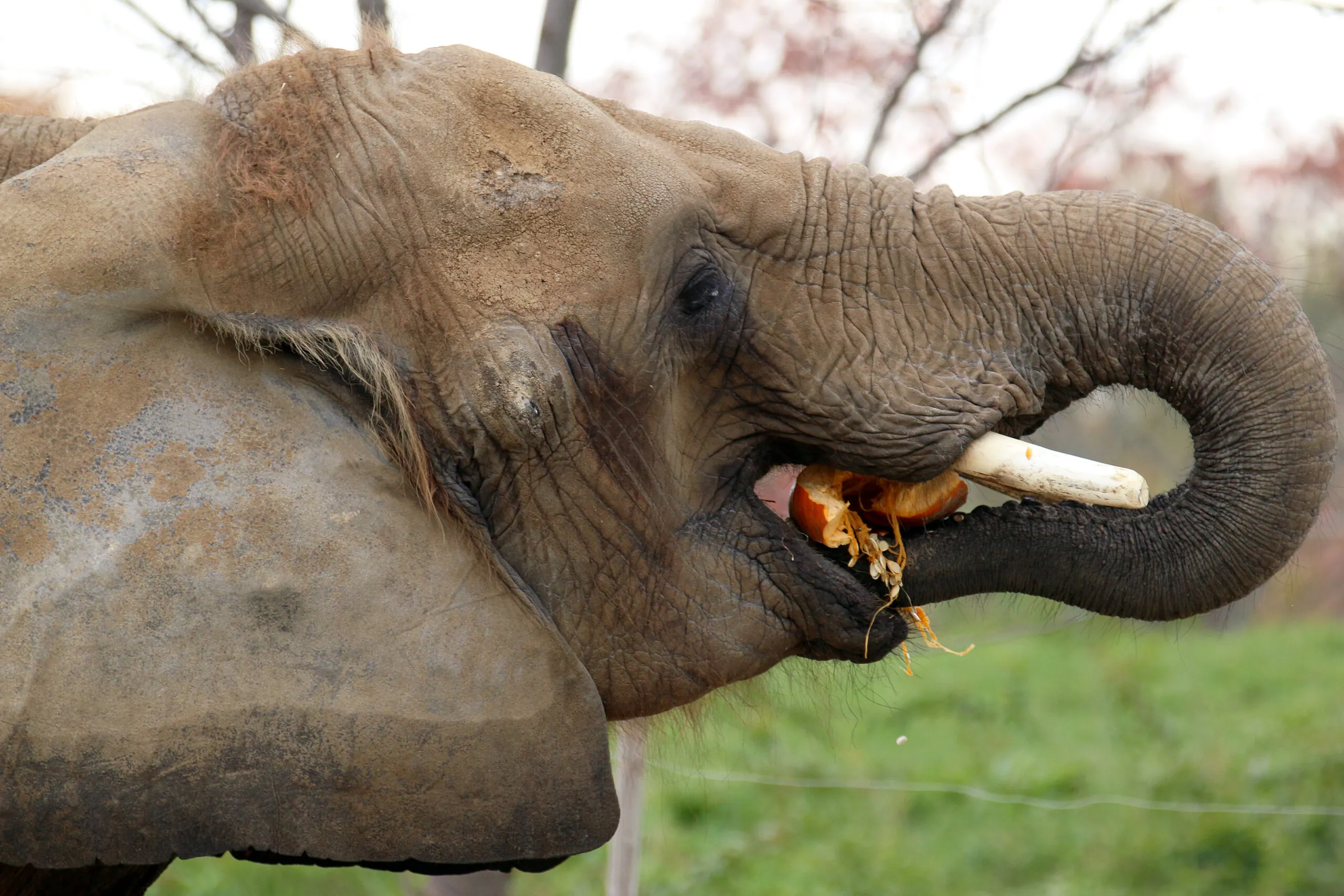 elephant smashing a pumpkin in its mouth