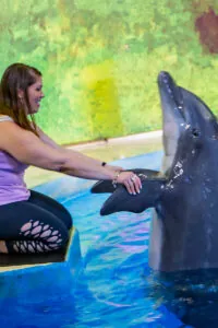 Dolphin Meet & Greet