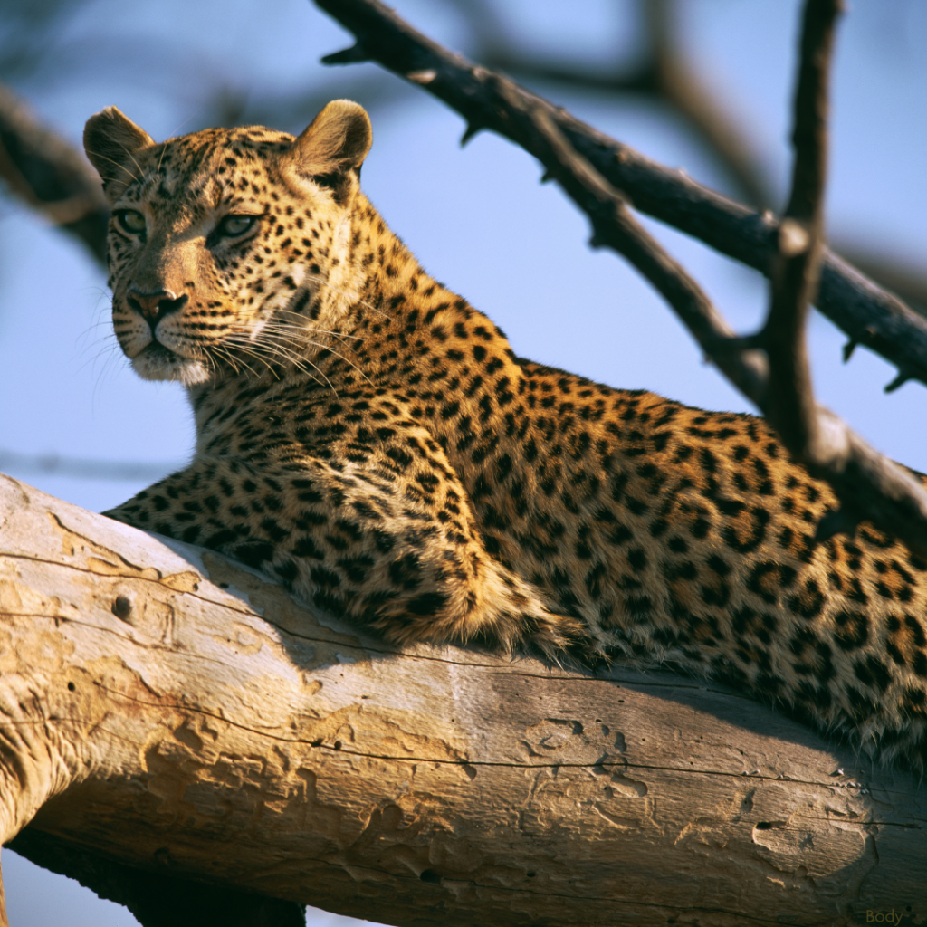 Indianapolis Prize Announces 2025 Nominees - Indianapolis Zoo