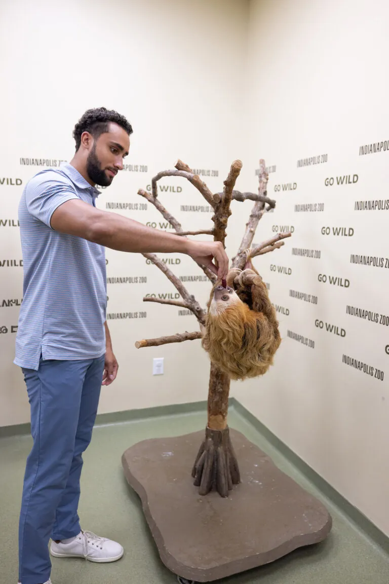 man feeding sloth hanging from tree Indianpolis Zoo