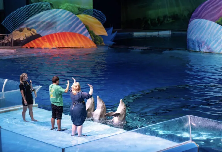 two guests and a trainer interacting with dolphins at the zoo