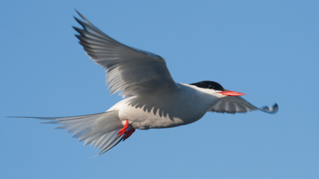 black and white artic tern bird in flight