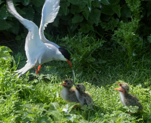 adult bird feeding three chicks a fish