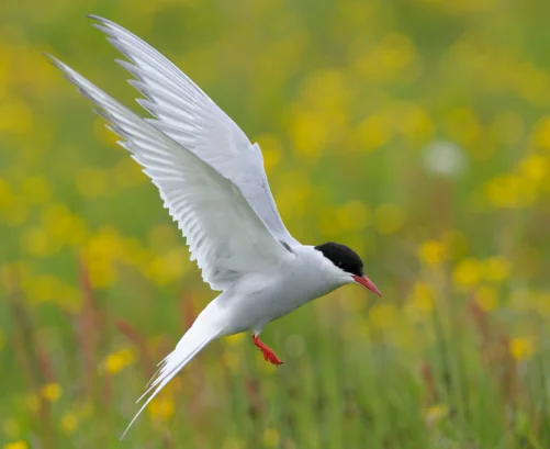 white and black bird in flight in field