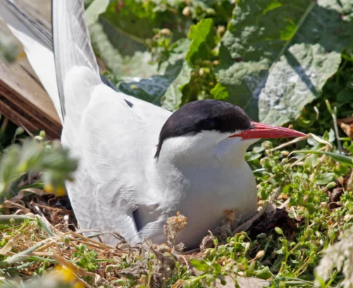 artic tern bird nesting in the grass