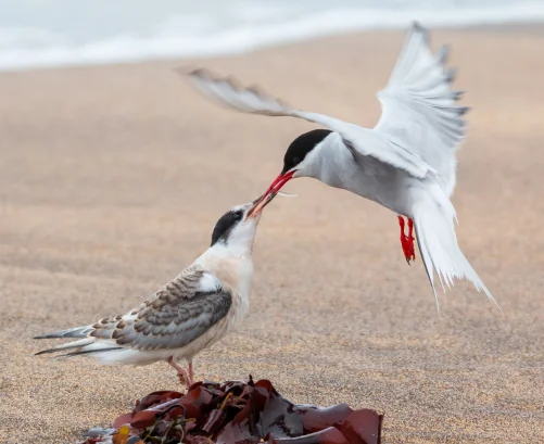 two artic tern birds exchanging a fishing