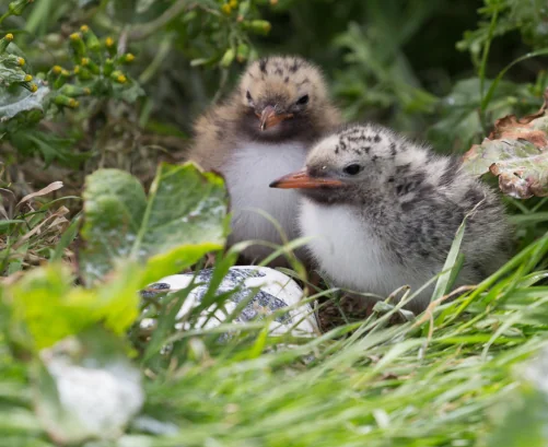 two baby artic tern birds