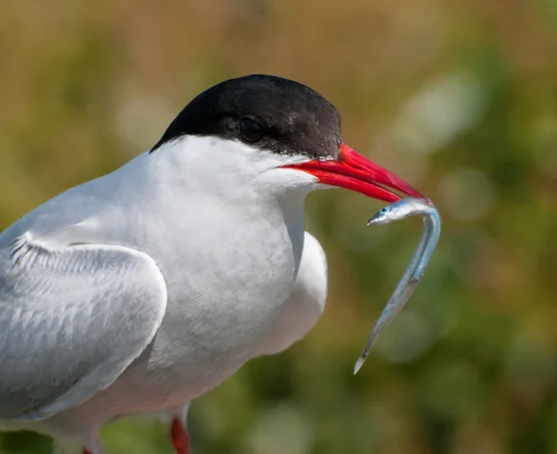 black and white bird with red beak holding a fish