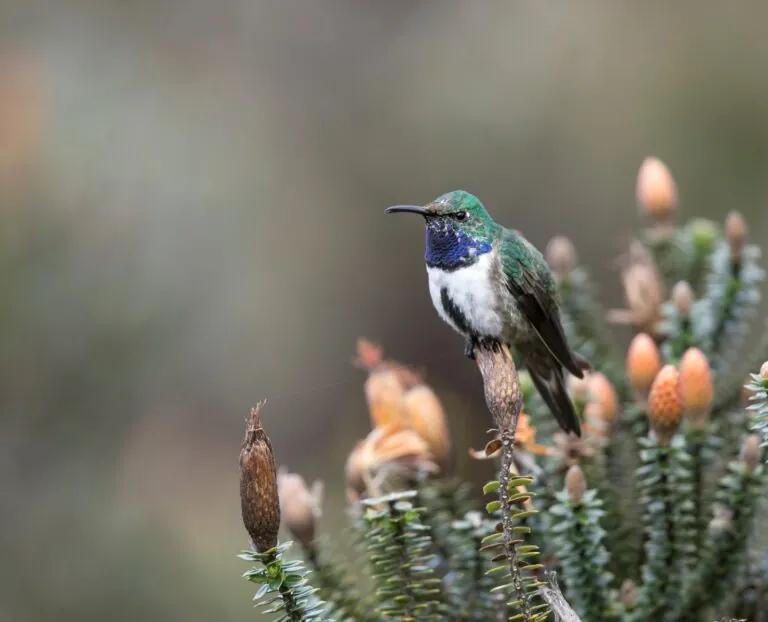 James Muchmore bird photo