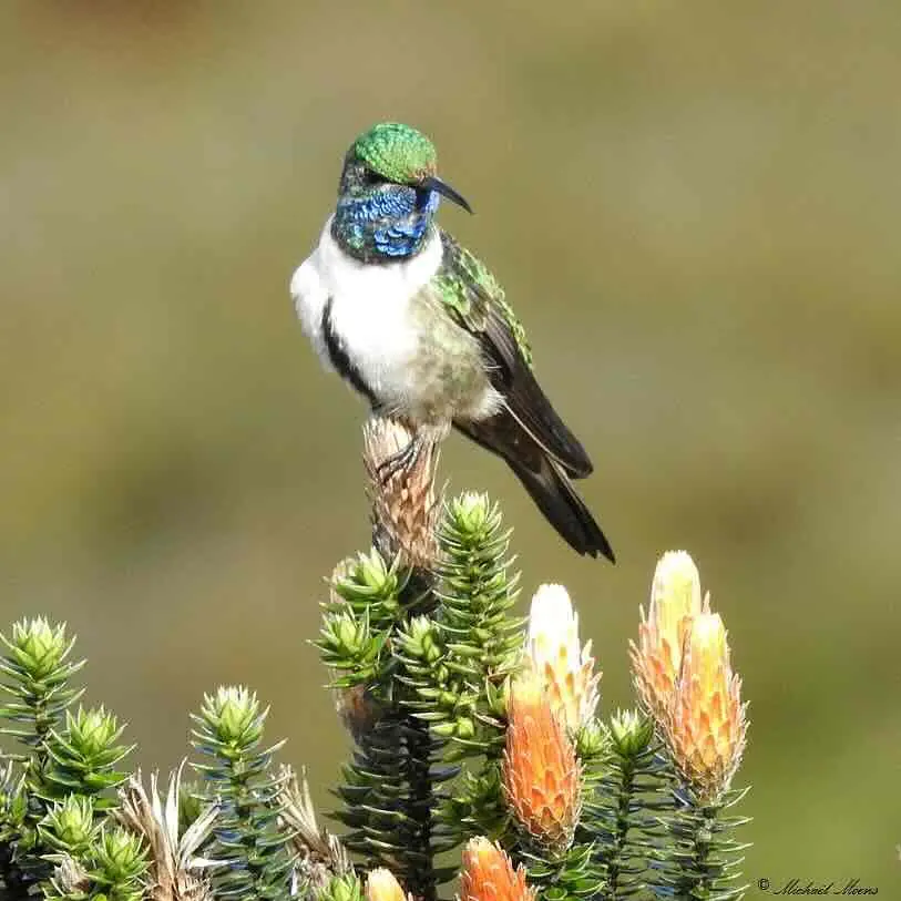 Estrella de Garganta Azul