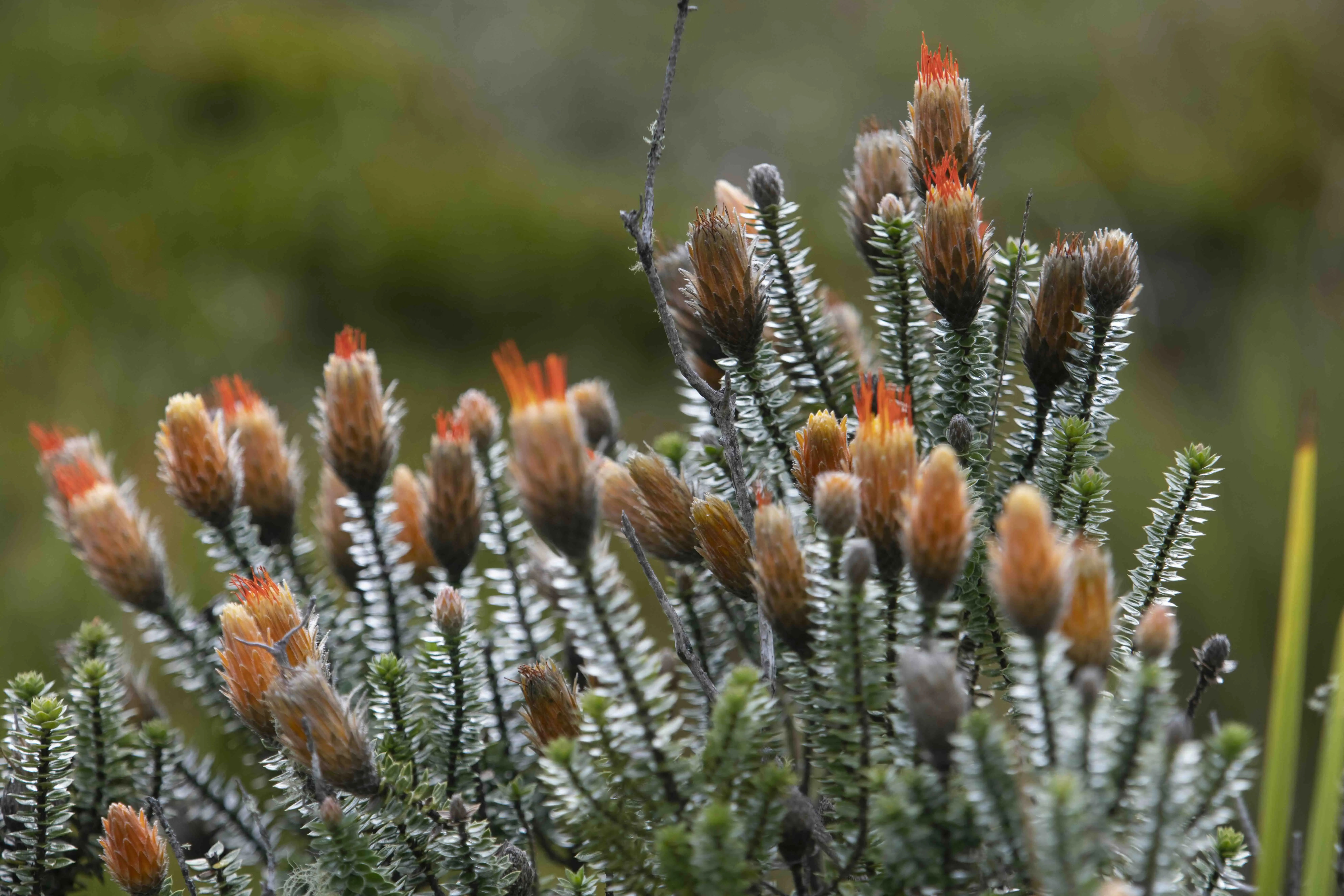 plant conservation