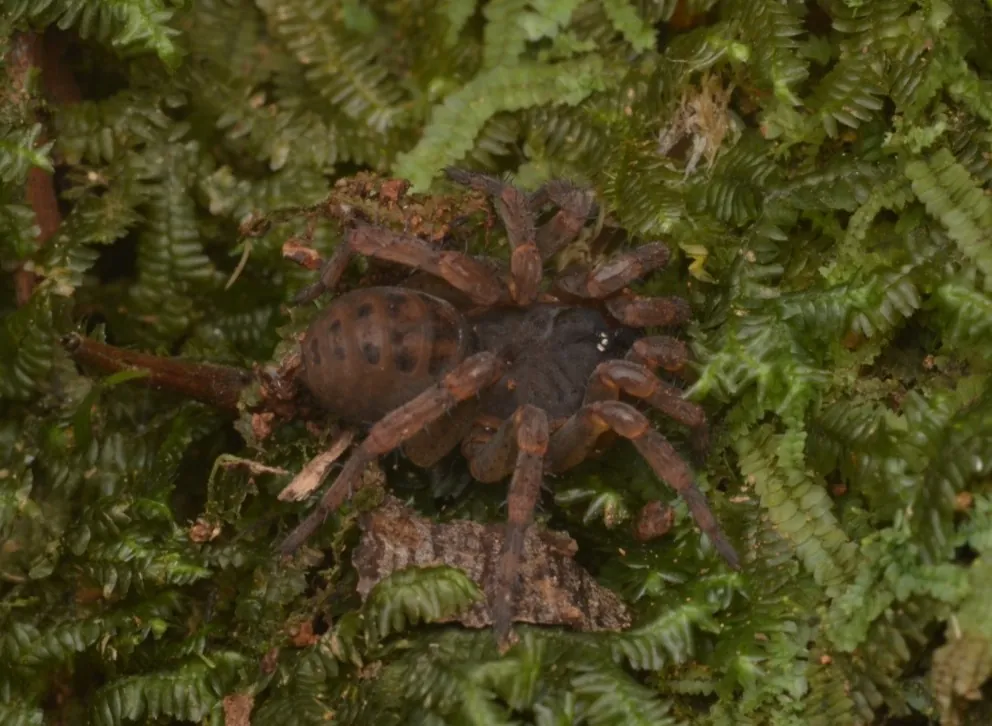 kimuragumo spider Japan