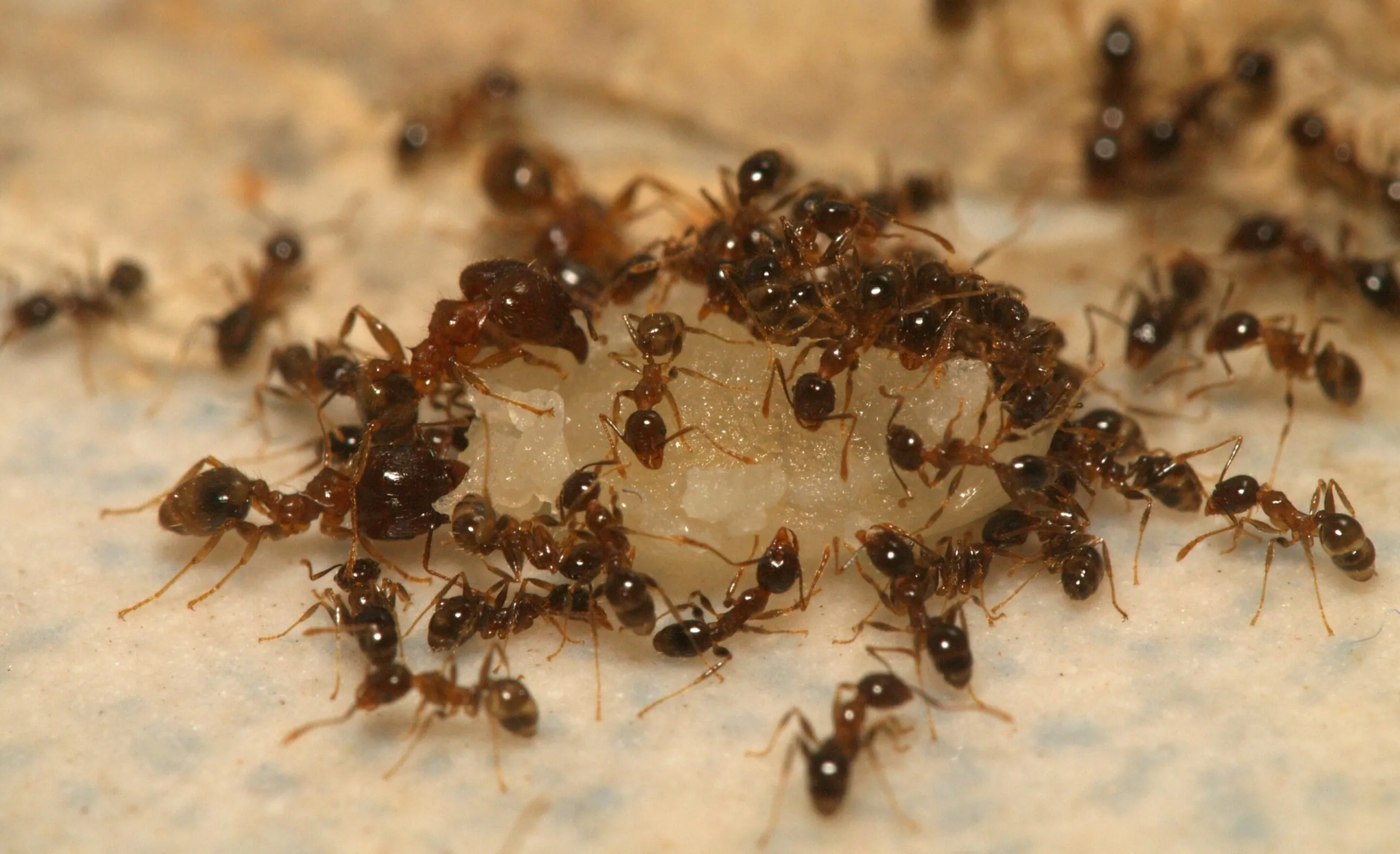ants